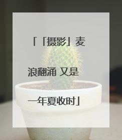 「摄影」麦浪翻涌 又是一年夏收时