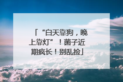 “白天靠狗，晚上靠灯”！菌子近期疯长！别乱捡