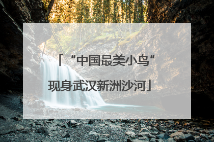 “中国最美小鸟”现身武汉新洲沙河