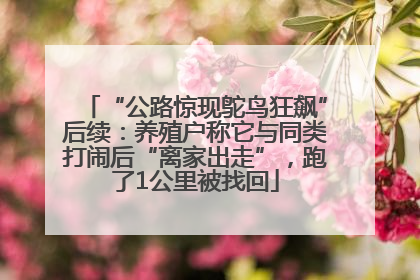 “公路惊现鸵鸟狂飙”后续：养殖户称它与同类打闹后“离家出走”，跑了1公里被找回