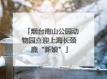 烟台南山公园动物园喜迎上海长颈鹿“新娘”