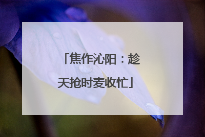 焦作沁阳：趁天抢时麦收忙