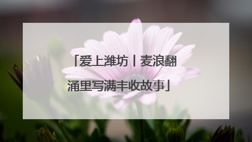爱上潍坊丨麦浪翻涌里写满丰收故事