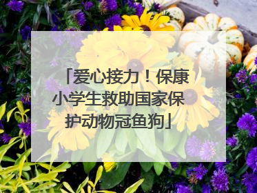 爱心接力！保康小学生救助国家保护动物冠鱼狗