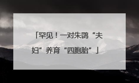 罕见！一对朱鹮“夫妇”养育“四胞胎”