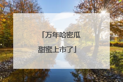 万年哈密瓜甜蜜上市了