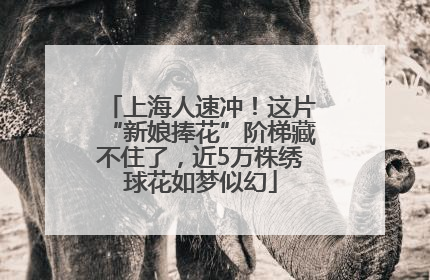 上海人速冲！这片“新娘捧花”阶梯藏不住了，近5万株绣球花如梦似幻