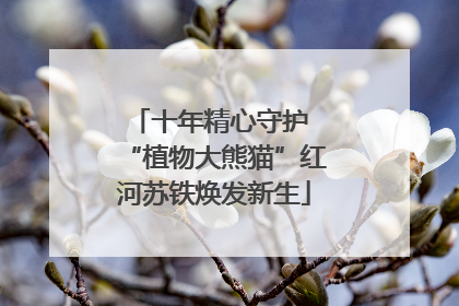 十年精心守护 “植物大熊猫”红河苏铁焕发新生