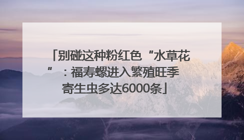 别碰这种粉红色“水草花”：福寿螺进入繁殖旺季 寄生虫多达6000条