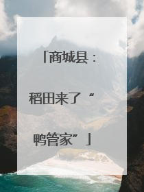 商城县：稻田来了“鸭管家”