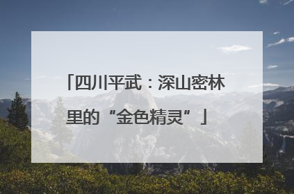 四川平武：深山密林里的“金色精灵”