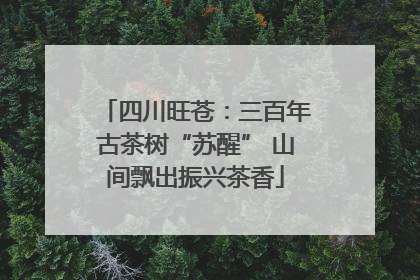 四川旺苍：三百年古茶树“苏醒” 山间飘出振兴茶香