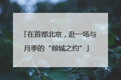 在首都北京，赴一场与月季的“倾城之约”