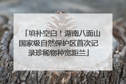 填补空白！湖南八面山国家级自然保护区首次记录珍稀物种宽距兰