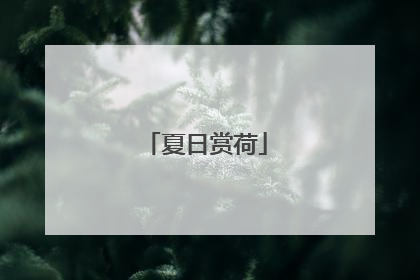 夏日赏荷