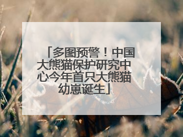 多图预警！中国大熊猫保护研究中心今年首只大熊猫幼崽诞生
