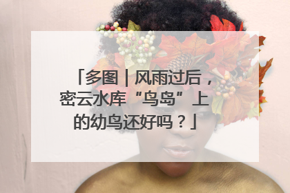 多图｜风雨过后，密云水库“鸟岛”上的幼鸟还好吗？
