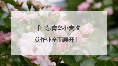 山东青岛小麦收获作业全面展开