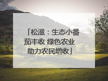 松滋：生态小番茄丰收 绿色农业助力农民增收