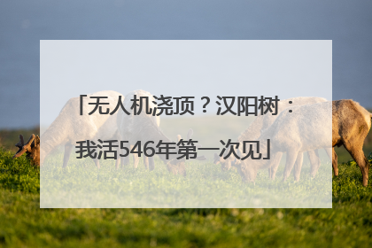 无人机浇顶？汉阳树：我活546年第一次见