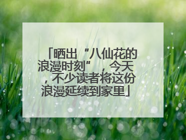 晒出“八仙花的浪漫时刻”，今天，不少读者将这份浪漫延续到家里