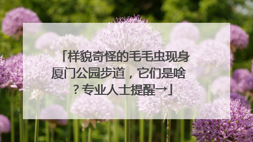 样貌奇怪的毛毛虫现身厦门公园步道，它们是啥？专业人士提醒→