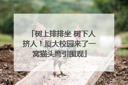 树上排排坐 树下人挤人！厦大校园来了一窝猫头鹰引围观