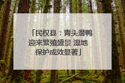 民权县：青头潜鸭迎来繁殖盛景 湿地保护成效显著