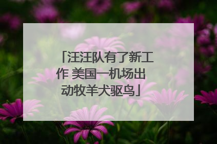 汪汪队有了新工作 美国一机场出动牧羊犬驱鸟