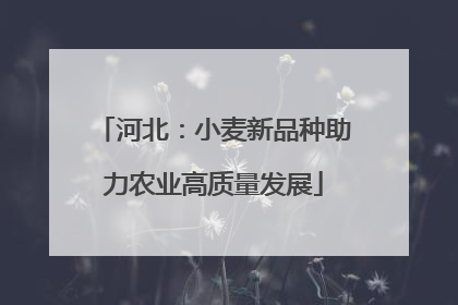 河北：小麦新品种助力农业高质量发展