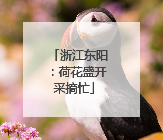 浙江东阳：荷花盛开采摘忙