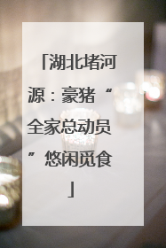 湖北堵河源：豪猪“全家总动员”悠闲觅食