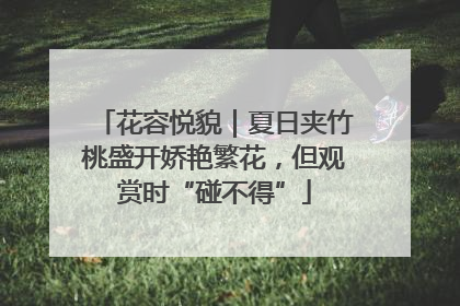 花容悦貌｜夏日夹竹桃盛开娇艳繁花，但观赏时“碰不得”