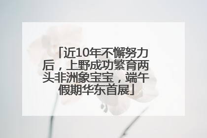 近10年不懈努力后，上野成功繁育两头非洲象宝宝，端午假期华东首展