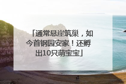通常悬崖筑巢，如今首钢园安家！还孵出10只萌宝宝