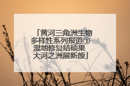 黄河三角洲生物多样性系列报道①湿地修复结硕果 大河之洲展新颜
