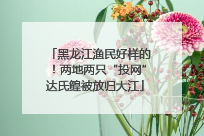 黑龙江渔民好样的！两地两只“投网”达氏鳇被放归大江