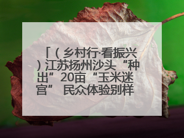 （乡村行·看振兴）江苏扬州沙头“种出”20亩“玉米迷宫” 民众体验别样“田园乐趣”